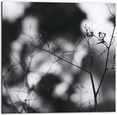 Dibond - Takjes met spinnenweb (zwart/wit - 50x50cm Foto op Aluminium (Wanddecoratie van metaal)