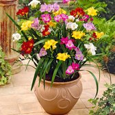 50x Dubbelbloemige  Freesia - Fresia's Mix - Winterharde bloembollen voor tuin en balkon - 50 bloembollen - Omtrek 4-5 cm