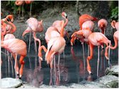 Poster – Roze Flamingo's in Water - 40x30cm Foto op Posterpapier