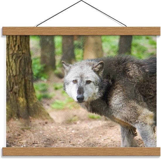 Schoolplaat – Wolf in de Bossen - 40x30cm Foto op Textielposter (Wanddecoratie op Schoolplaat)