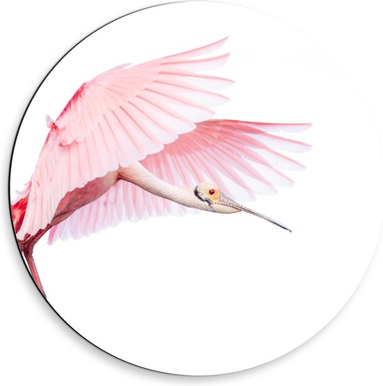 Dibond Wandcirkel - Mooie Roze Vogel - Foto op Aluminium Wandcirkel (met ophangsysteem)