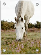 Tuinposter – Wit Paard in de Wei - 30x40cm Foto op Tuinposter  (wanddecoratie voor buiten en binnen)