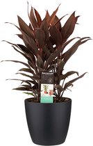 Cordyline Tango Toef met Elho brussels living black