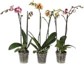 Orchideeën van Botanicly – 3 × Vlinder orchidee – Hoogte: 55 cm, 2 takken – Phalaenopsis