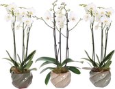 Orchideeën van Botanicly – 3 × Vlinder orchidee – Hoogte: 60 cm, 3 takken – Phalaenopsis