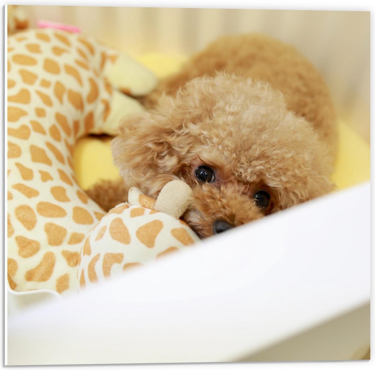 Forex - Klein Schattig Hondje met een Knuffeltje - 50x50cm Foto op Forex