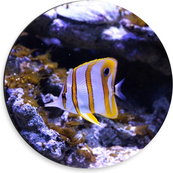 Dibond Wandcirkel - Wit/Oranje Visje in Aquarium  - 30x30cm Foto op Aluminium Wandcirkel (met ophangsysteem)