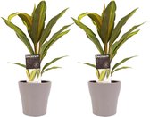 Kamerplanten van Botanicly – 2 × Cordyline Fruticosa Kiwi incl. taupe sierpot als set – Hoogte: 40 cm