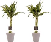 Kamerplanten van Botanicly – 2 × Drakenboom incl. taupe sierpot als set – Hoogte: 45 cm – Dracaena Sandriana Victory