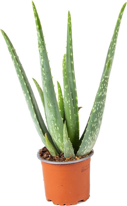 Aloe vera | per stuk - kamerplant in kwekerspot ⌀10,5 cm - ↕25 cm