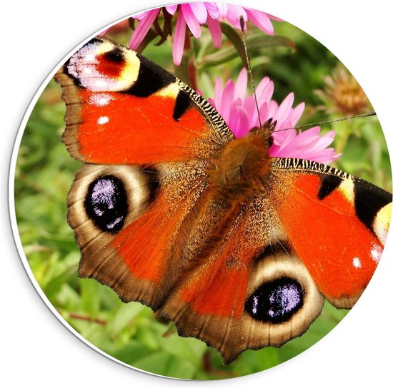Forex Wandcirkel - Oranje Vlinder om Roze Bloem - 20x20cm Foto op Wandcirkel (met ophangsysteem)