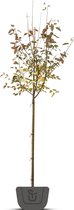 Krentenboom | Amelanchier arborea Robin Hill | Stamomtrek: 6-8 cm