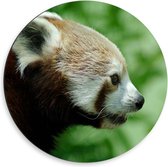 Dibond Wandcirkel - Rode Panda - 50x50cm Foto op Aluminium Wandcirkel (met ophangsysteem)