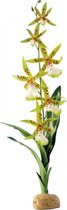 Exo Terra spinnen orchidee