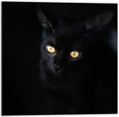 Dibond - Zwarte Kat - 50x50cm Foto op Aluminium (Met Ophangsysteem)