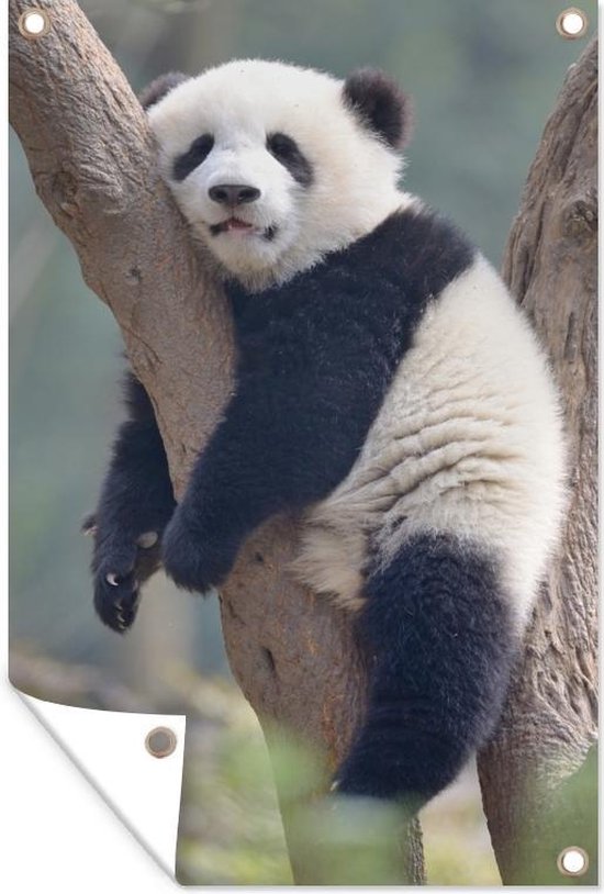 Jeune panda dort dans un arbre 60x90 cm