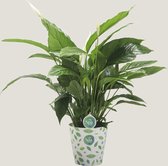 Kamerplant van Botanicly – Lepelplant – Hoogte: 75 cm – Spathiphyllum Vivaldi Spa