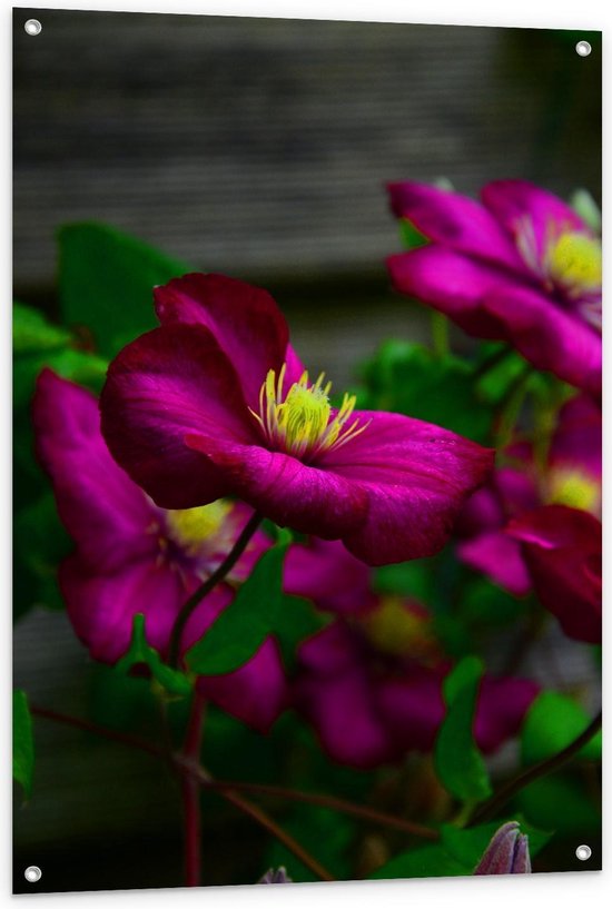 Tuinposter – Gentiaan Bloemen  - 80x120cm Foto op Tuinposter  (wanddecoratie voor buiten en binnen)
