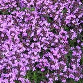 50 x Thymus serpyllum - Kleine Tijm in 9x9cm pot met hoogte 5-10cm
