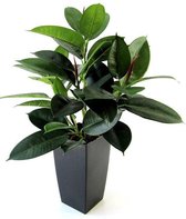 Philodendron Windowplant 50cm in pot