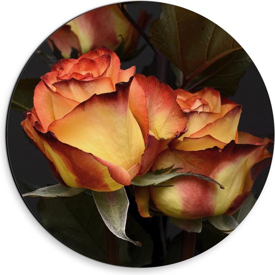 Dibond Wandcirkel - Rozen met Herfst Kleuren - 30x30cm Foto op Aluminium Wandcirkel (met ophangsysteem)