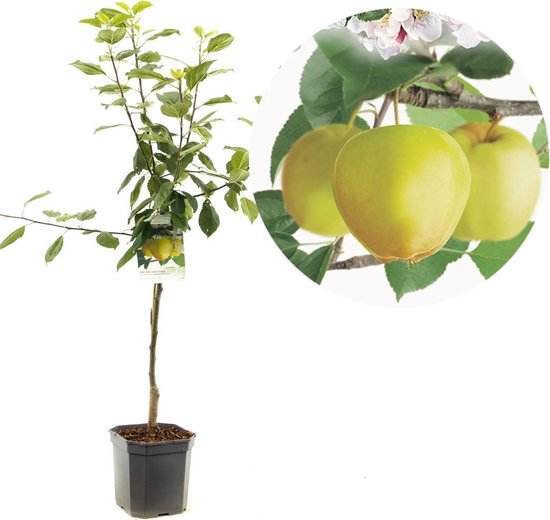 Appelboom Malus Domestica Golden Delicious Gele Handappel