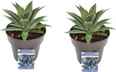 Cactussen van Botanicly – 2 × Mangave Lavender Lady – Hoogte: 15 cm