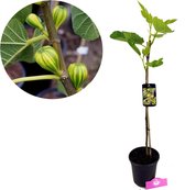 Ficus carica 'Panachée' Vijgenboom, 2 liter pot
