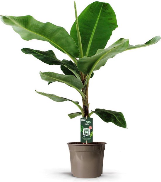 Levering Banan Plante Musa 150cm Potte