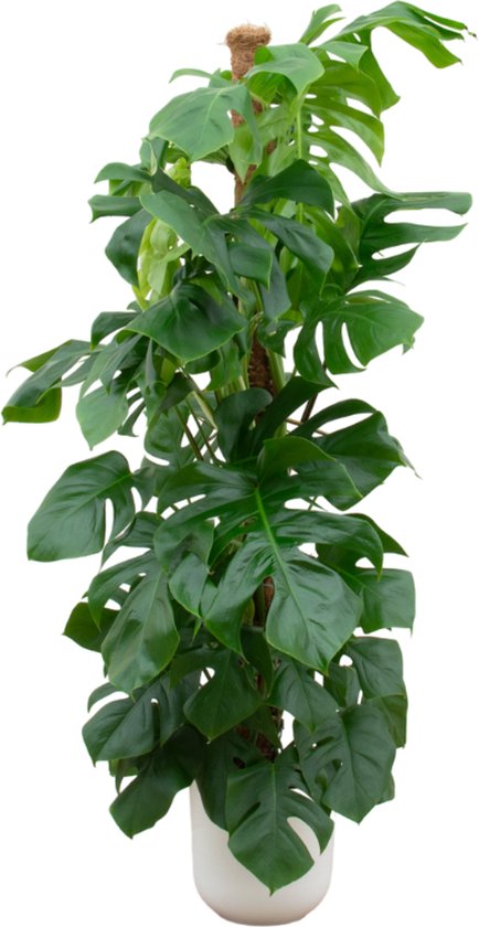 Plantenboetiek.nl | Monstera Pertusum XL inclusief elho Jazz Round wit - Ø26cm - 140-150cm hoog - Kamerplant - Complete set - Plant met pot