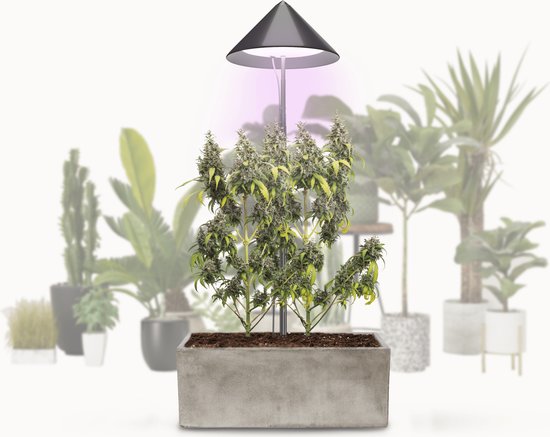 EMOS LED Groeilamp Voor Kamerplanten En Vetplanten In Schermdesign Met Timer Hoogte Verstelbaar Helderheid 235lm 1 5 M Usb A Oplaadkabel Zonder Voeding Wit 3620679253