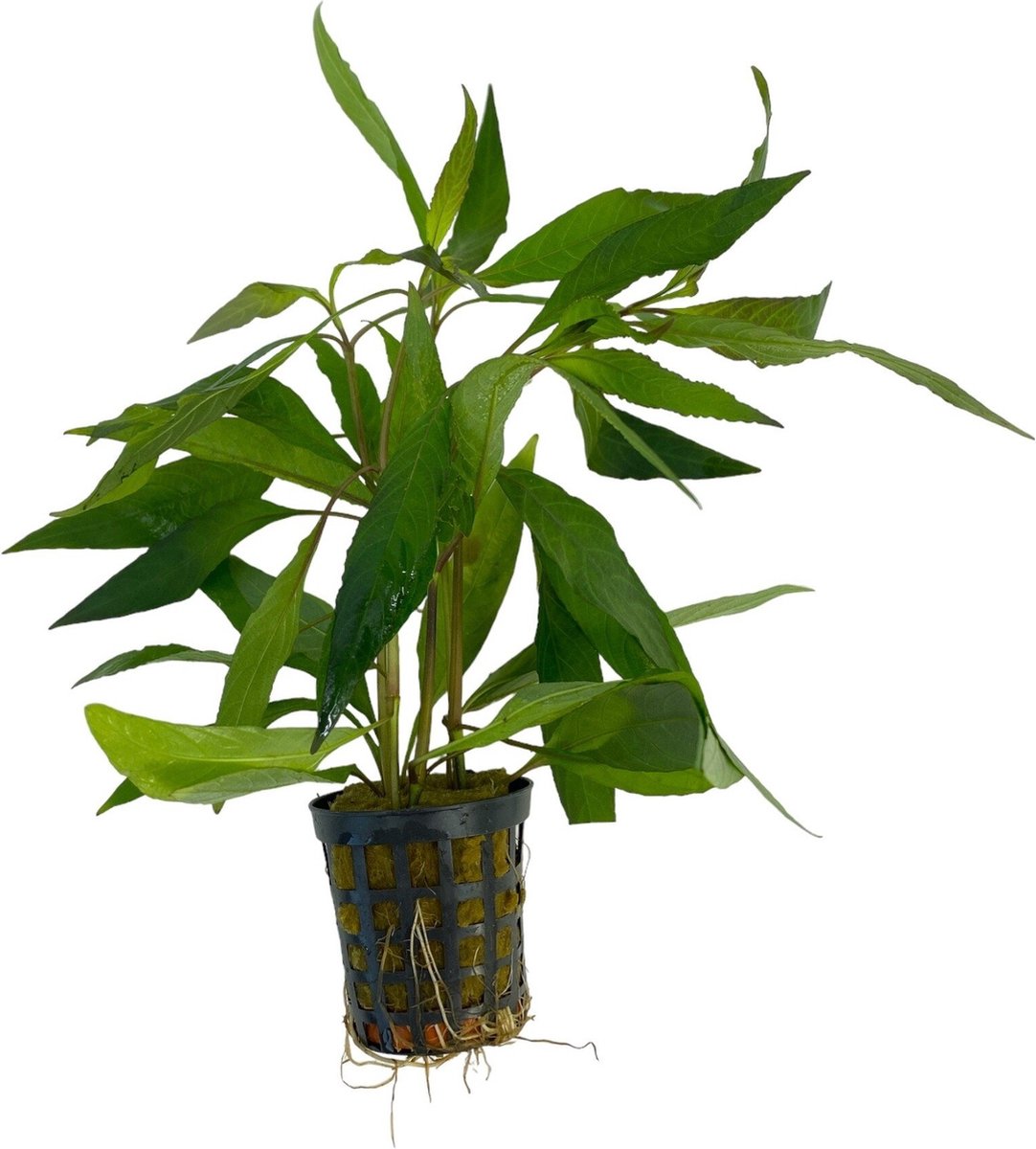 Aquafleur Hygrophila Guanensis in 5 cm pot P5 Pot