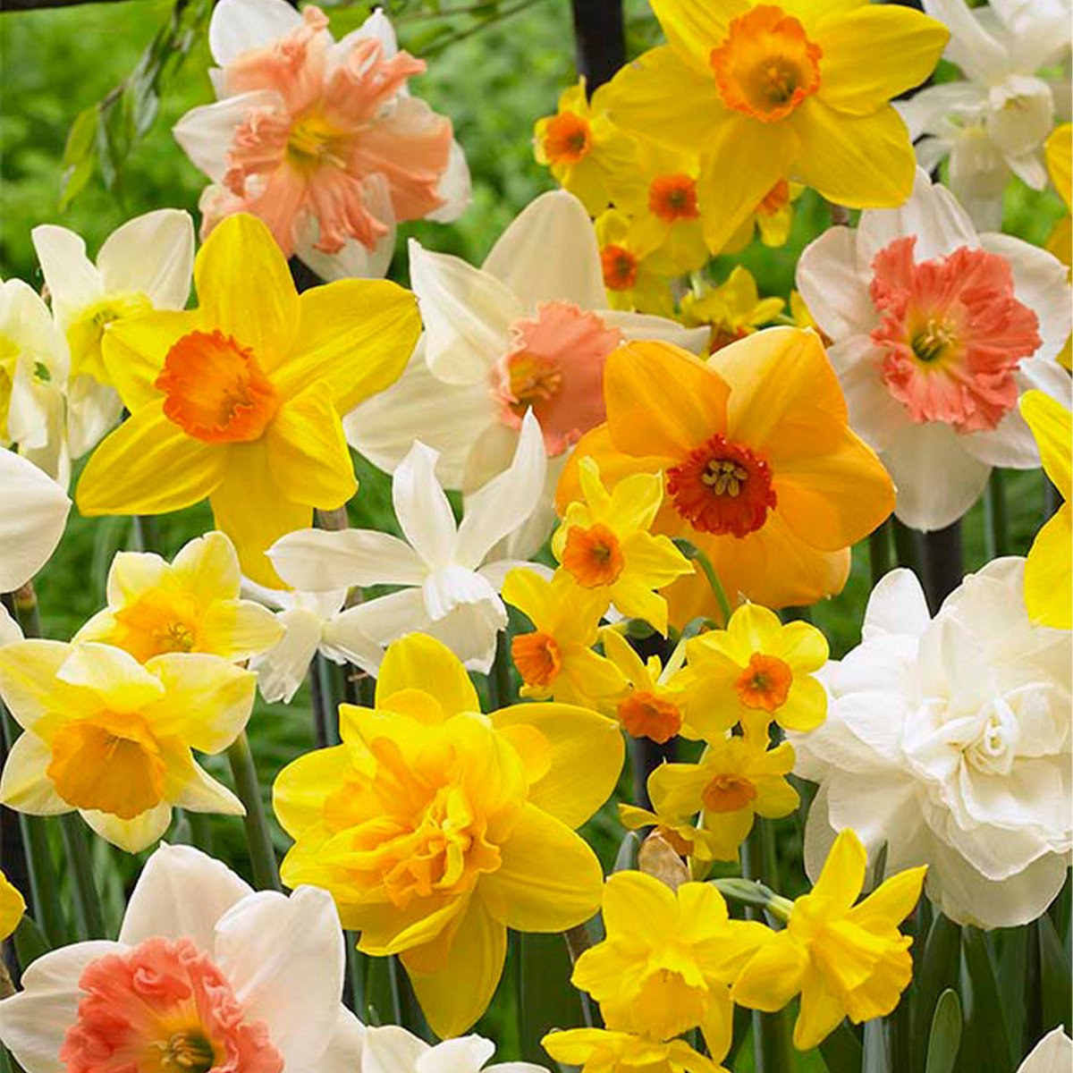 Bloomique - Mix van 15 - Narcissus - Narcis - Hele Lente Bloemen Mix - Mix van Kleuren - Bloembollen - Voorjaarsbloeiend - Meerjarige Planten - Groeit tot 15-35 cm