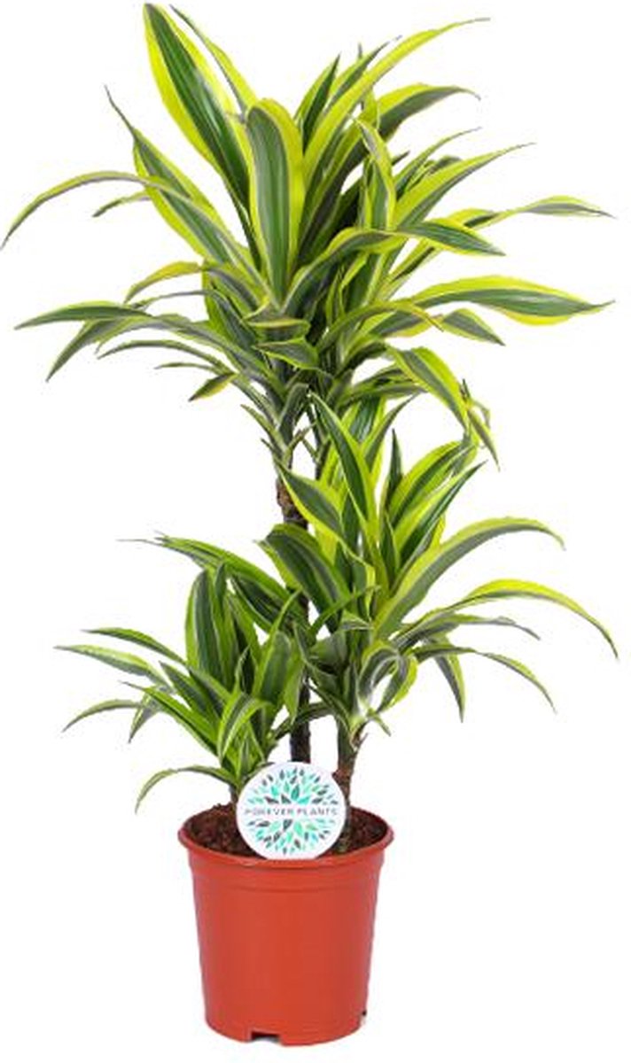 Dracaena Lemon Lime Ø21cm - 65cm