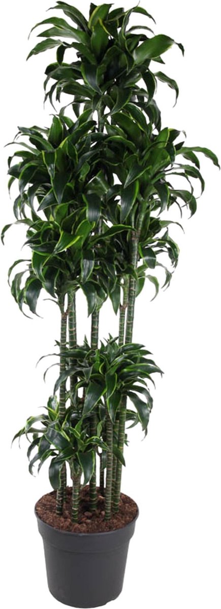 Dracaena Dorado Carrousel - 200 cm - ø40