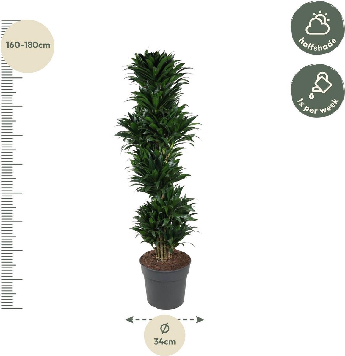 Dracaena Compacta vertakt - 170 cm - ø34