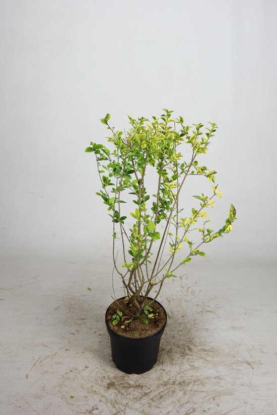 ficus philodendron Ficus villosa – Hairy-Leaf Climbing Fig for Terrariums