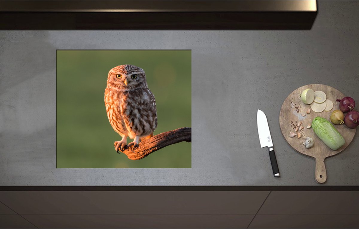Inductieplaat Beschermer - Bruine Steenuil Zittend op Smalle Tak - 57x50 cm - 2 mm Dik - Inductie Beschermer - Bescherming Inductiekookplaat - Kookplaat Beschermer van Wit Vinyl