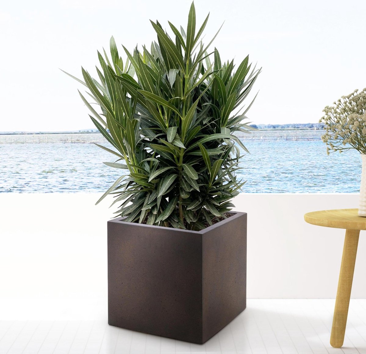 Nerium Oleander struik met roze bloem - 110cm- Ø22
