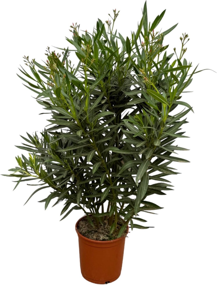 Nerium Oleander struik met rode bloem - 110 cm - Ø27cm