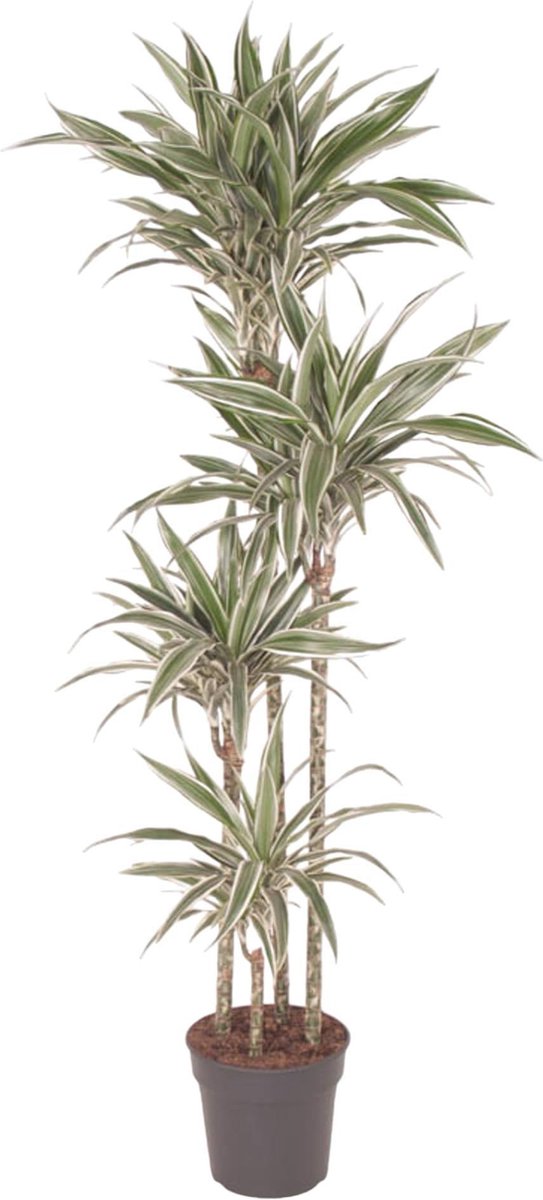 Dracaena White Stripe - 170 cm - ø27