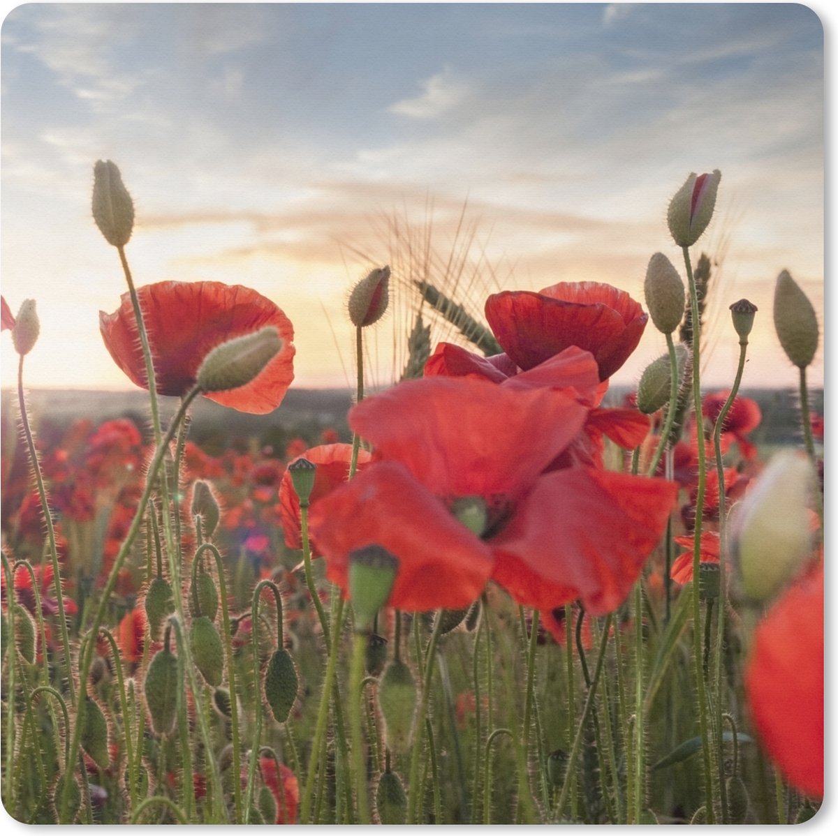 Muismat XXL 80x80 cm - Bureau onderlegger - Bureau mat Zonsondergang achter de mooie Klaprozen - Bureaumat - Gaming mousepad xl - Bureaulegger groot - Computer deskmat