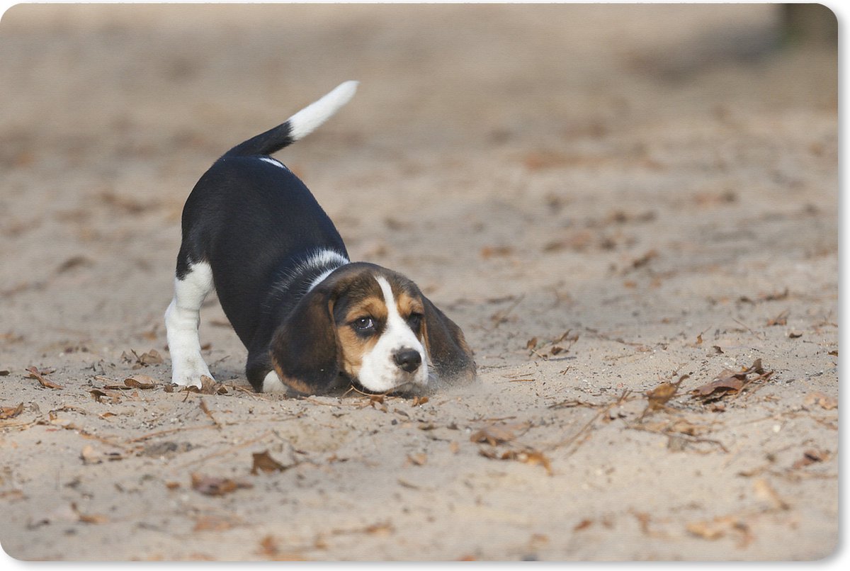 Muismat XXL 90x60 cm - Bureau onderlegger - Bureau mat Een jonge Beagle puppy speelt in het zand - Bureaumat - Gaming mousepad xl - Bureaulegger groot - Computer deskmat