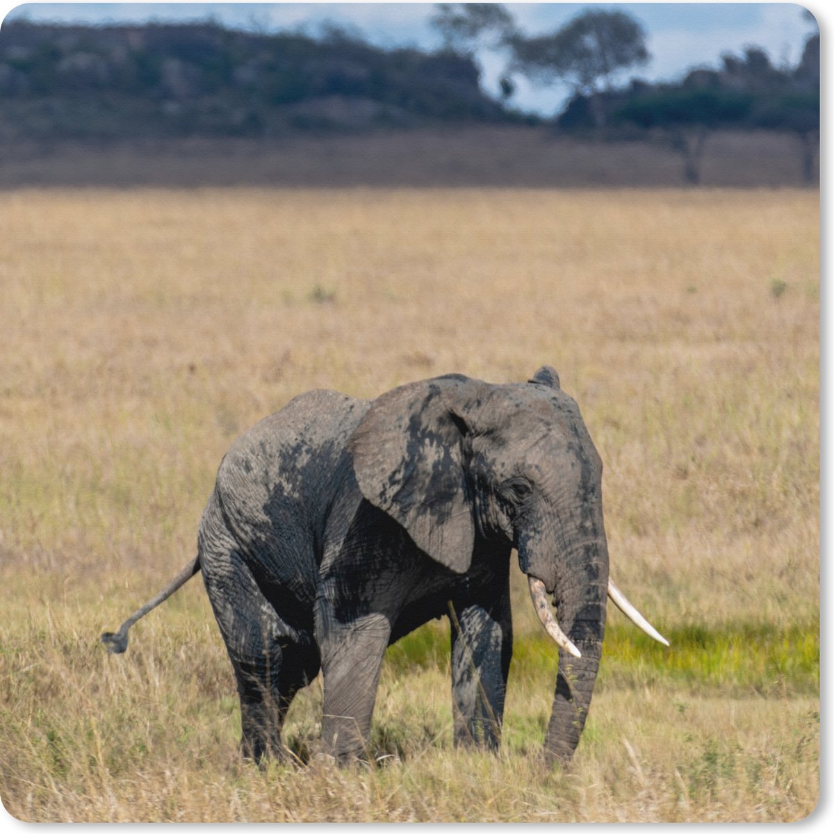 Muismat XXL 40x40 cm - Bureau onderlegger - Bureau mat Olifant - Gras - Dieren - Natuur - Bureaumat - Gaming mousepad xl - Bureaulegger groot - Computer deskmat