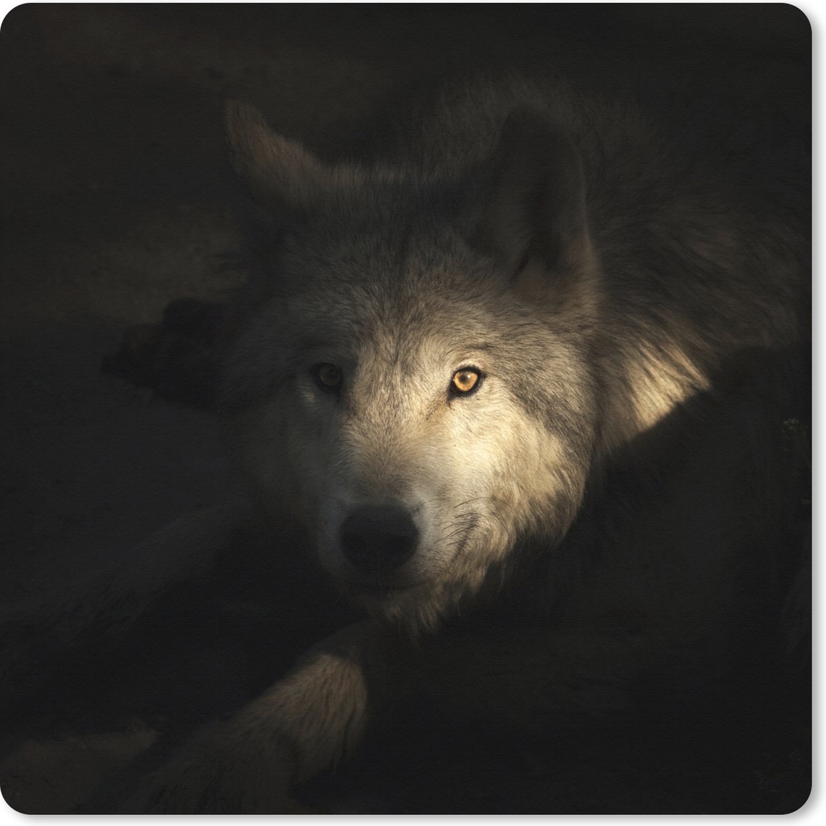 Muismat XXL 40x40 cm - Bureau onderlegger - Bureau mat Portret van een arctische wolf - Bureaumat - Gaming mousepad xl - Bureaulegger groot - Computer deskmat