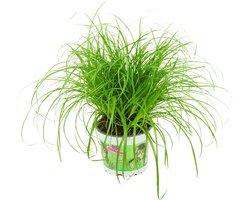 ZynesFlora Cyperus Zumula - Kattengras - Ø 12 cm - Hoogte: 25-30 cm - Cyperngras Kamerplant