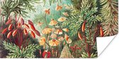 Poster Bloemen - Kunst - Vintage - Natuur - Botanisch - 40x20 cm