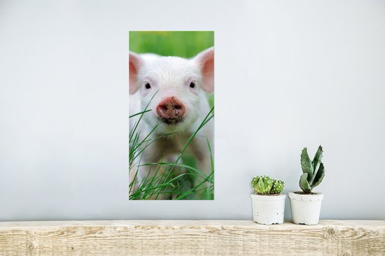 Poster Cochon - Animaux - Grand - 20x40 cm