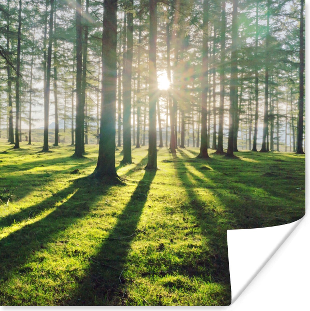 Poster Bomen - Natuur - Bos - 30x30 cm