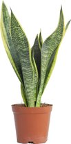 PLNTS - Sansevieria Futura Superba - Kamerplant Vrouwentong - Kweekpot 12 cm - Hoogte 30 cm